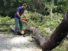 Liberty Hill, TX Tree Services Company