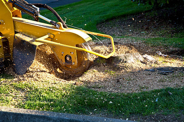 How Our Tree Care Process Works  in Liberty Hill, TX